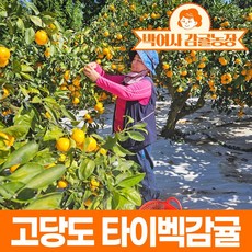 박여사 감귤농장 고당도 타이벡 감귤 5kg 10kg, 1박스, 타이벡감귤5kg