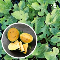 리틀플랜트 망고수박 모종 1개