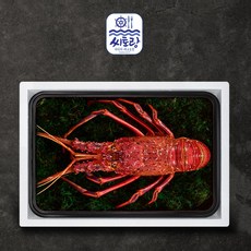 시그니쳐 크레이피쉬(스파이니) 선물세트 라지 1미 900g/점보 1미 1.5kg, 1개