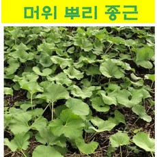 호루스벤누hc03