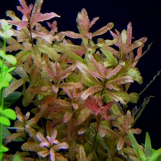 c3d20852a0c54075bcc2727f81e010b10a8c867a7eb836bd43fbcbd7aca1.jpg