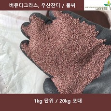 버뮤다그라스 1kg 20kg 우산잔디 양잔디풀씨 풀씨 정원잔디, 1개