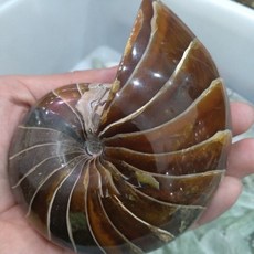 조개껍데기교구