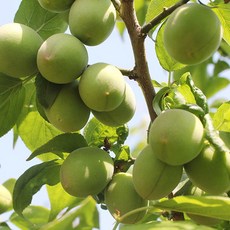 [빛과나무] 빛가득 제철 매실 10kg 내외/ 특(L-M), 1개