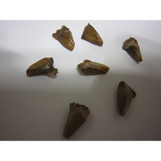 fc4154fc179cb20407da2172cceaf2143be272bd521667d5a200cfa904df.jpg