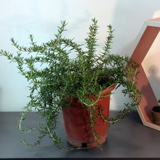 클리핑로즈마리