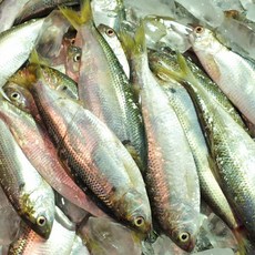 제철 세꼬시 전어 출하 여름철 별미 전어 드세요, 1개, 1kg
