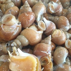 기타 동해안 자연산 활 백골뱅이 1kg 소 (35-45미), 1개