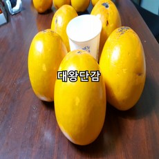 왕대봉단감 접목2년특묘 가림원예조경