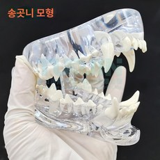 치아모형 고양이 강아지 동물이빨, 송곳니 하나, 1개