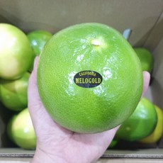 메로골드 청자몽 대과 8과 3.6kg, 1세트, 3.6kg(8개)