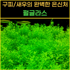 [물풀정원] 펄글라스 10줄기 달팽이없는 깨끗한 수초키우기 구피 베타 물고기 새우 은신처, 1개