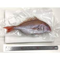 <여수어부> 100% 자연산 참돔 (중) 3자 손질포장 신선 보장 오전 주문 발송, 1개, 400g