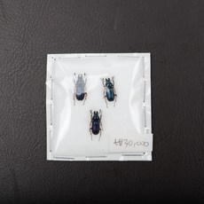  Platycerus acuticollis 애보라사슴벌레 건조표본 1번, 일본산 애보라사슴벌레 수컷 3마리 묶음 