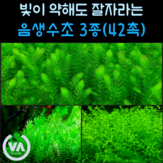 [비바소녀] 약한 빛에도 걱정없는 음생수초 3종세트(42촉_펄글라스 그린로탈라 붕어마름) / 음성수초 구피 새우 은신처 초보수초 수초레이아웃 수초어항