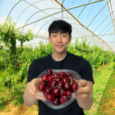 레이니어체리-추천-상품