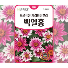 [주주씨앗] F1교배종 백일홍씨앗 프로퓨젼체이바이칼라 종자 씨 키작은 백일홍 종자 씨, 1개