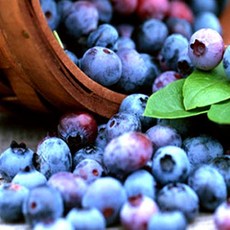 베리조아블루베리