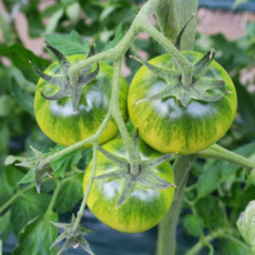 [대저농협 인증] 부산 농협공판 직송 진짜 짭짤이 토마토 고당도 특품, 대저 짭짤이 토마토 (2S) 2.5kg, 1개