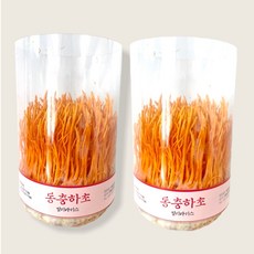 집에서 버섯키우기 동충하초 약용버섯 1+1, 2개