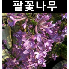 팥꽃나무