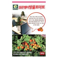 앉은뱅이방울토마토씨앗 50립