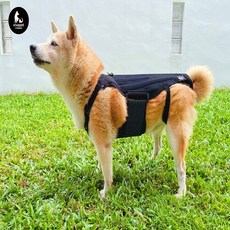  강아지 척추 보조기 허리 디스크 보호대, 1개 