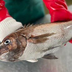 국내산 손질 참돔 산지직송 통영, 1개, 1.5kg(참돔)