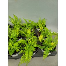 무늬보스턴고사리