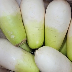 제주도 세척무 햇무 아삭하고 달달한 월동무, 1개, 5kg