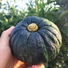 당도선별 단호박 미니 밤호박 2kg (로얄과) ... 1개, 4kg (소과) 15~20과