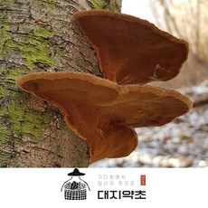 [대지약초] 자연산 상황버섯 / 강원도 정선 자연산 개회상황버섯 황철상황버섯, 개회상황버섯100g