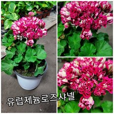 로즈샤넬제라늄 TOP01