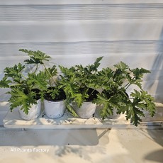 식물공장 3개 발송 구문초 로즈제라늄 모기퇴치식물 10-25cm 99, 1개