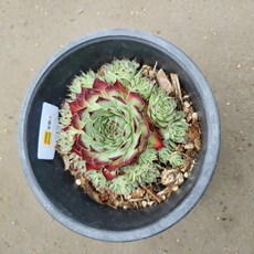 진주바위솔