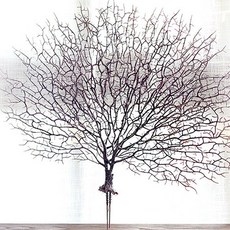 산호가지
