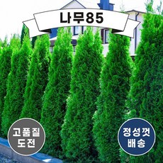 (나무85) 에메랄드그린 4치 포트, 10개