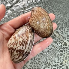 다이버바지락