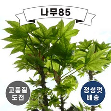 (나무85) 엄나무 2년생 묘목, 5개