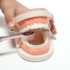 유치원 학교 치과 양치 교육용 치아 모형 이빨모형, 1개