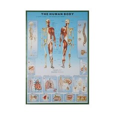 인체포스터