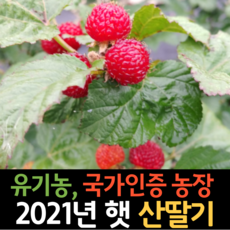 2021년 유기농 무농약 햇 산딸기 생과 냉동 산지직송, 유기농 산딸기 2.5kg