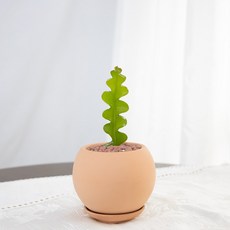 조꽃네 피쉬본 생선뼈 선인장 볼토분선인장화분