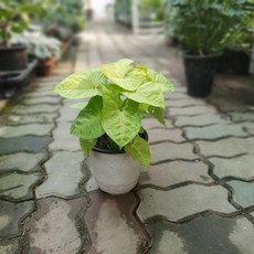 6e40e8fe39d7459a367ca9b67e3f65ca0330135d98d33a027f4e254aed59.jpg