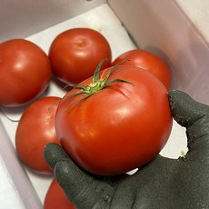 토마토10kg
 엄격한선별 완숙토마토 로얄과 찰토마토 당일수확 완숙토마토10kg 1개