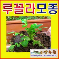 (소망)루꼴라모종(20개)/로켓모종/셀러드, 20개