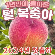 24년 첫출하! 국내산 하우스 털복숭아