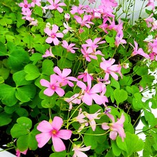사랑초키우기