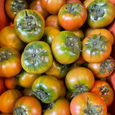 [우연팜] 당일수확 부산 대저 토마토 짭짤이 토마토 대저토마토 2.5kg(2L-M) 1박스