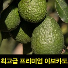 아보카도오일먹는법